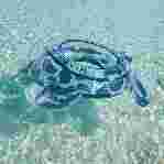 صورة Unisex Turtle Simit Turtloop Plaj Oyuncakları